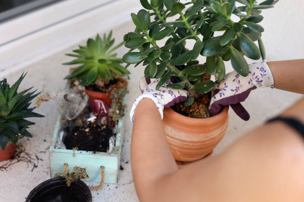 istock Planting a jade plant 1569179191