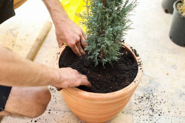 istock Planting a coniferous plant 1569179195