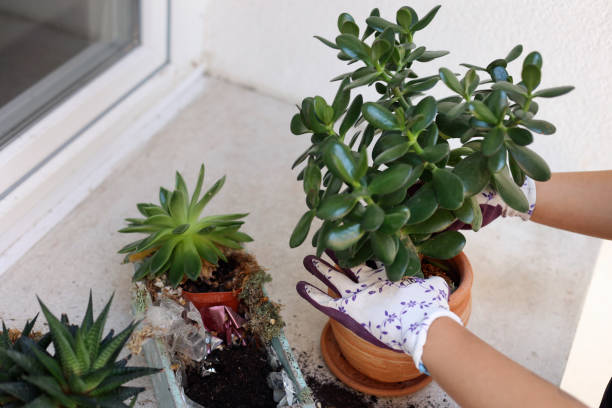 Planting a jade plant Unrecognizable female planting a jade plant in a pot. jade plant stock pictures, royalty-free photos & images