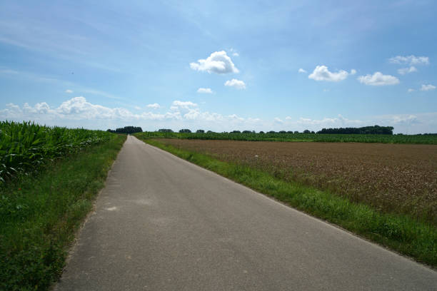 Corn field in summer with blue sky and ripening grain