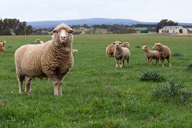 メリノ羊突く、舌 - merino sheep ストックフォトと画像