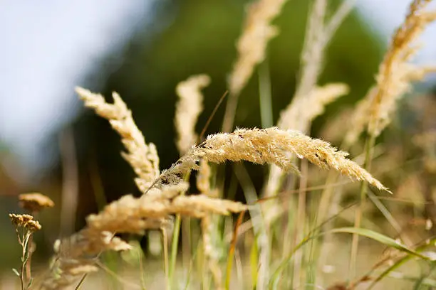 Photo of Wild plant