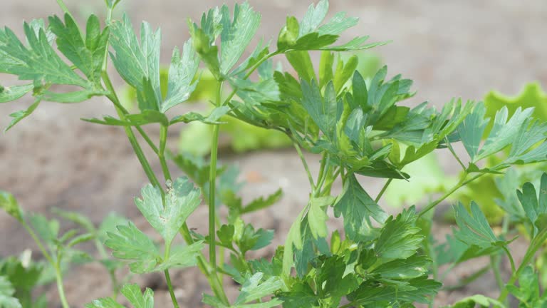 Celery growing in vegetable garden at summertime , celery growing in soil , agriculture, plant growth and life concept, close up