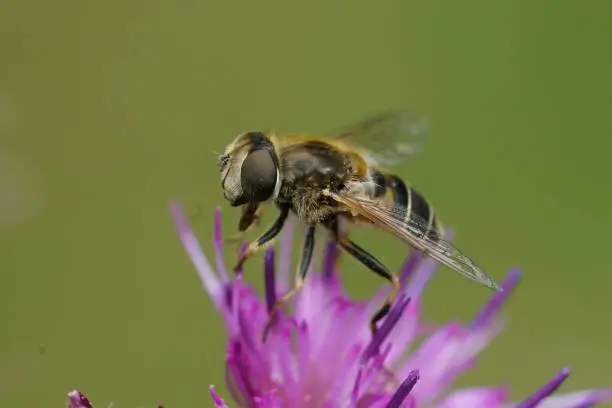 Natural closeup on an orange spined or Stripe-faced Dronefly, Eristalis nemorum sitting on a purple thistle