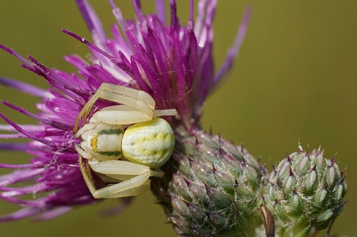 Natural closeup on a white crab spider , Misumena vatia waiting for prey on a purple thistle flower