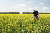 farmer man examining crops in a blooming rapeseed field. agriculture business concept.