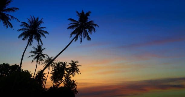istock Summer tropical with colorful theme as palm trees on the beach background 1569229155