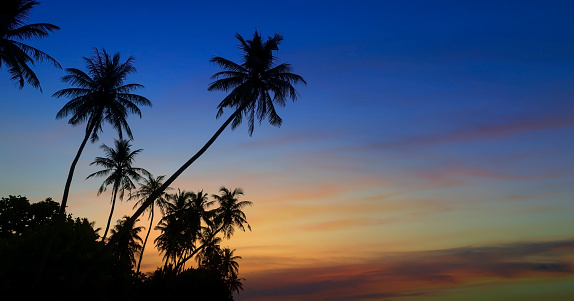 View of palm trees at Waikiki Beach at dusk.