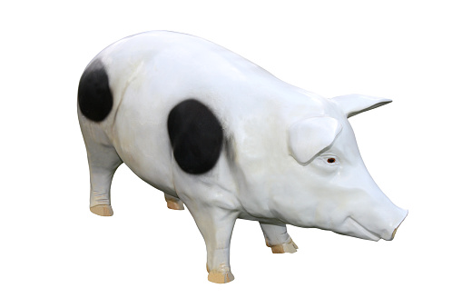 A Model of a Black and White Farm Pig.