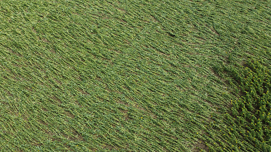 sunflowers lying down in the field after the heavy storm