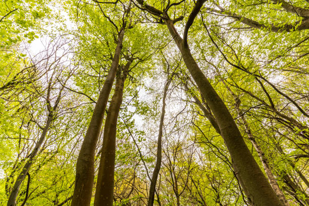 istock Lullingstone Country Park 1569232933