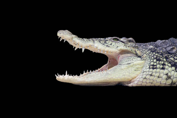 istock Large Crocodile open mouth isolated on black background. Crocodile portrait 1569233424