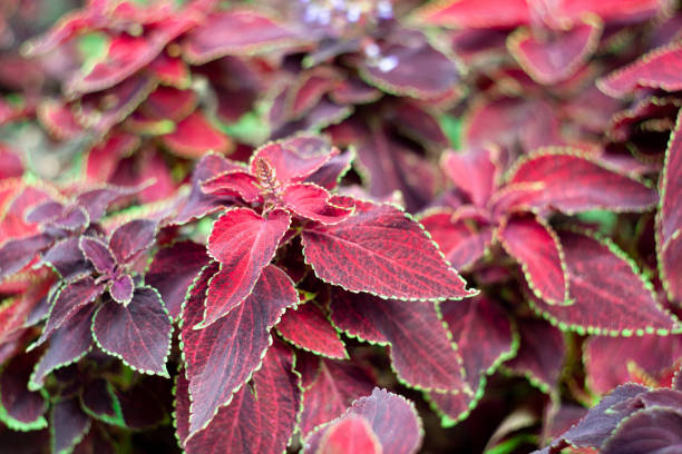 Red and green leaves of the coleus plant, Plectranthus scutellarioides Red and green leaves of the coleus plant, Plectranthus scutellarioides. Floral background coleus plant plectranthus scutellarioides close up stock pictures, royalty-free photos & images