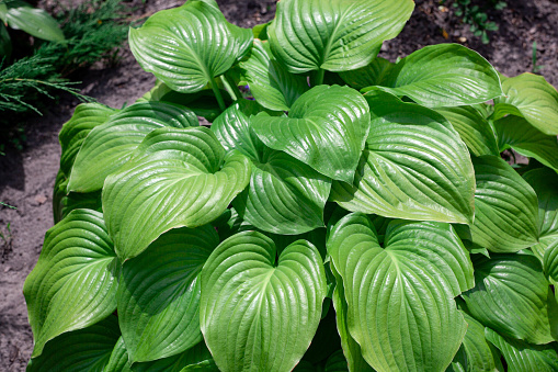 Lush green Hosta plant with many leaves