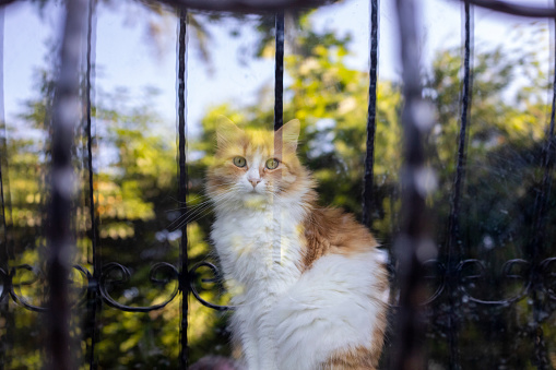A yellow and white cat is sitting behind the window pane.