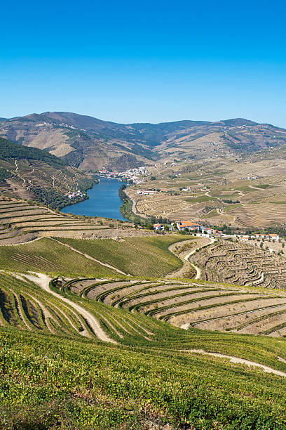 Douro region stock photo