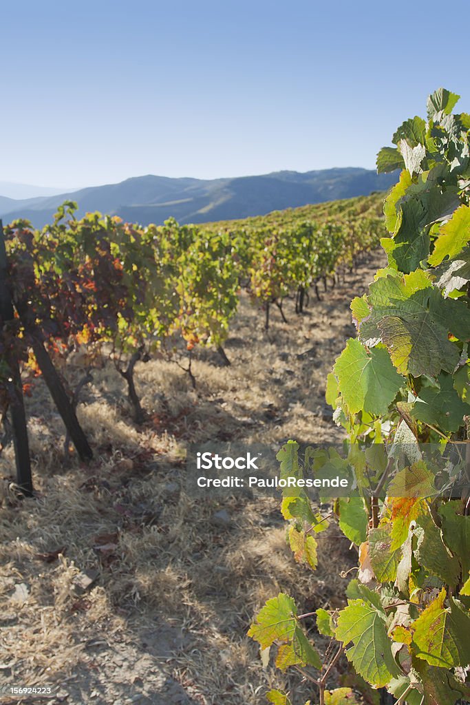 Vignoble dans la Région du Douro - Photo de Agriculture libre de droits