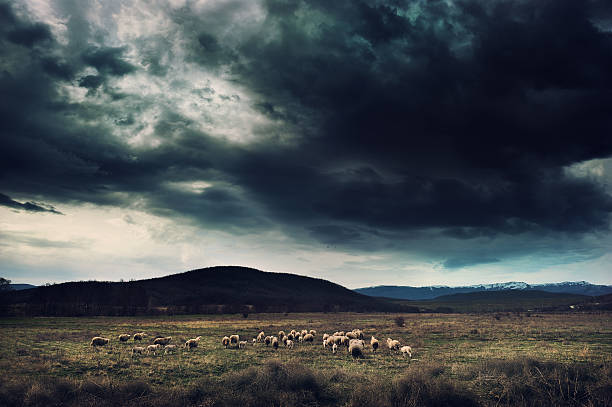 istock Flock of sheep 156924348
