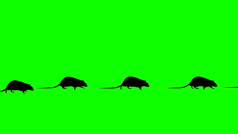 Animation with rats