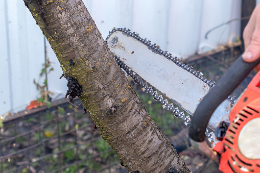 man cuts down a fruit tree with an electric chainsaw