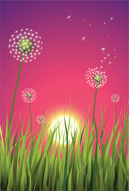 Dandelion Sunset vector art illustration