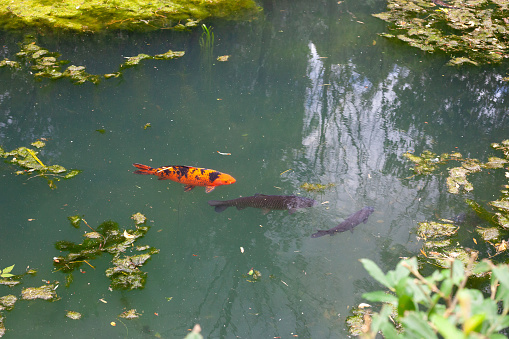 Koi carp in pond with floating Dahlia flowers