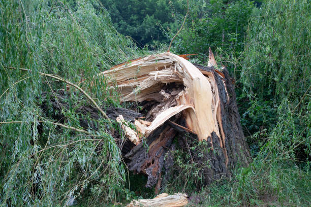 istock Broken tree trunk after thunderstorm hurricane in the park. Wind broke the willow tree 1569274302