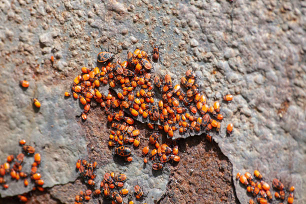 Clumps of firebug on the concrete surface. Pyrrhocoris apterus colony.