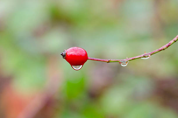 one rose hip with rain drop stock photo