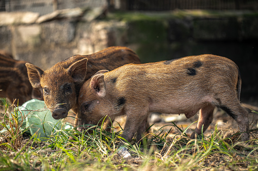 Two brown piglet at the backyard where the trash is lying around