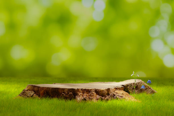 Product display podium background in forest with wooden pedestal on grass, 3d rendering