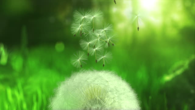 Dandelion flying seeds - loopable