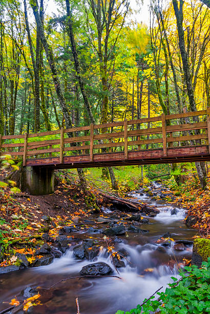 istock Foot bridge cross a stream in the forest 156930507