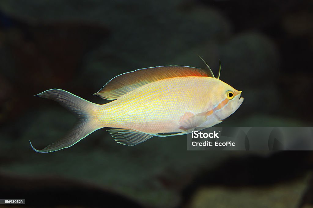 Anthyus Fish Anthias Fish Stock Photo - Download Image Now - Animal, Anthias Fish ...