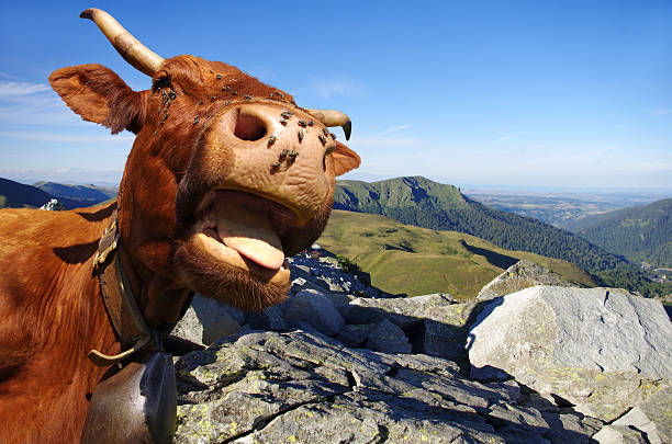 istock Funny cow – Rural scene 156930758