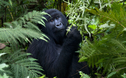Close up of the upper body part of a female gorilla, its eyes staring at the observer while is taking leaves from twigs in the dark green mist forest