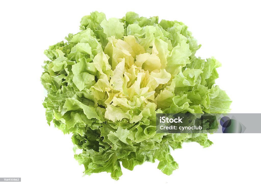 Escarole endive salad Escarole endive in front of white background Endive Stock Photo