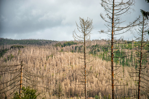 dead trees in a pine forest because of global warming