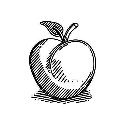 Apricot Line icon, Sketch Design, Pixel perfect, Editable stroke. Logo, Sign, Symbol. Vegetable, Organic, Freshness, Farming.