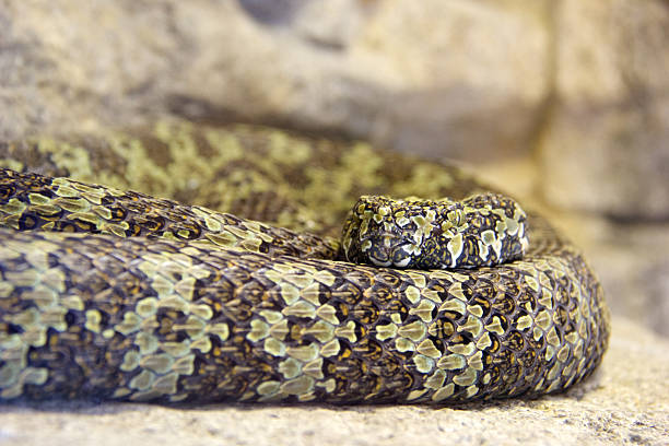 Mang Mountain Vipera - foto stock