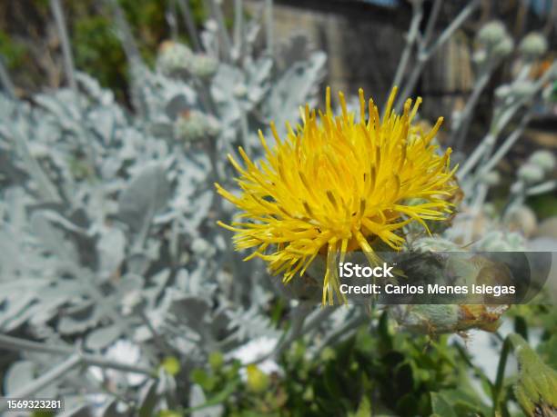 Centaurea Ragusina The Charterhouse Stock Photo - Download Image Now - Color Image, Flower, Horizontal