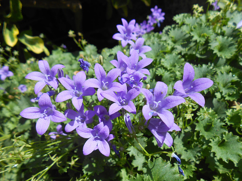 Campanula portenschlagiana in O´Grove, Galicia