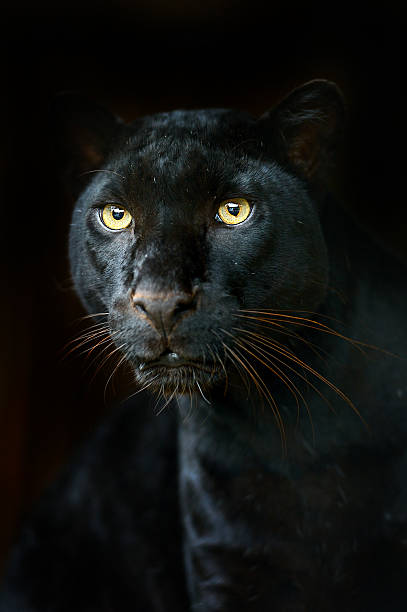 istock Black leopard camouflaged on black background 156932883