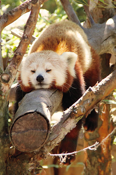 Dormire Panda minore - foto stock