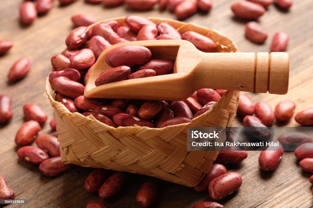 Kacang Jogo are a type of bean of the Phaseolus vulgaris type. this bean is known as the Red Kidney Bean. In Indonesian cuisine, these beans are mixed into rendang or cooked as a soup. Kacang merah. Agriculture Stock Photo