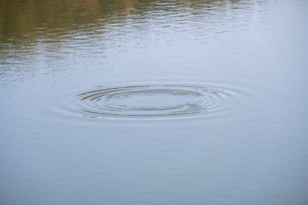 istock Round ripples from a dropped pebble spreading outwards on the clear lake water surface. 1569335604