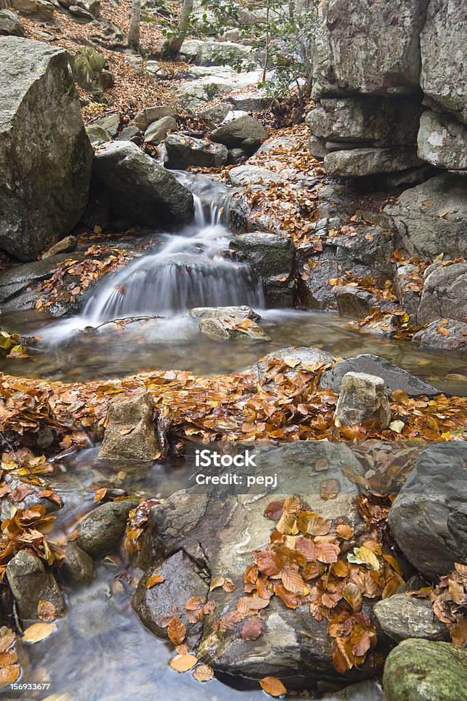 Поток в Montseny Природный Парк - Стоковые фото Montseny роялти-фри