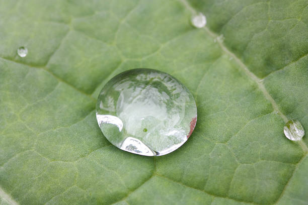 Huge water drop on leaf stock photo