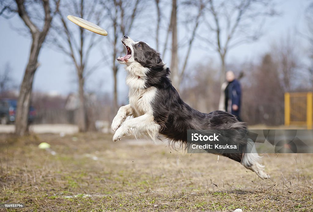 Blue Border Collie wzrok dysk w Skok - Zbiór zdjęć royalty-free (Aportować)