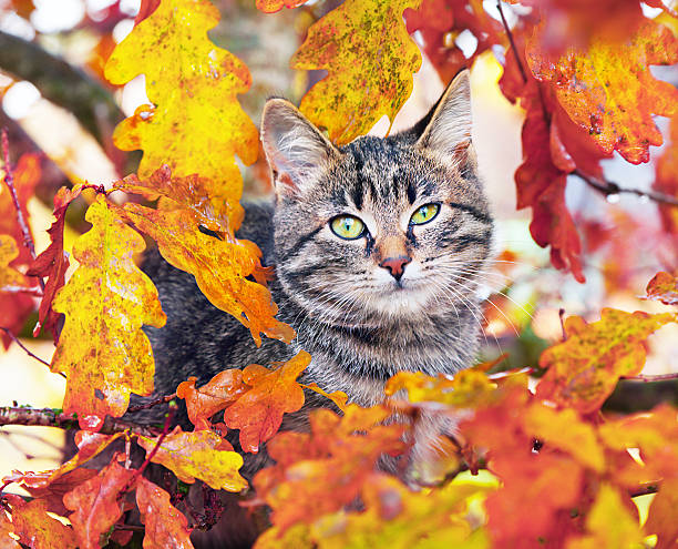 istock Beautiful kitty on the autumn leaves 156933841